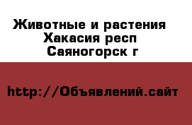  Животные и растения. Хакасия респ.,Саяногорск г.